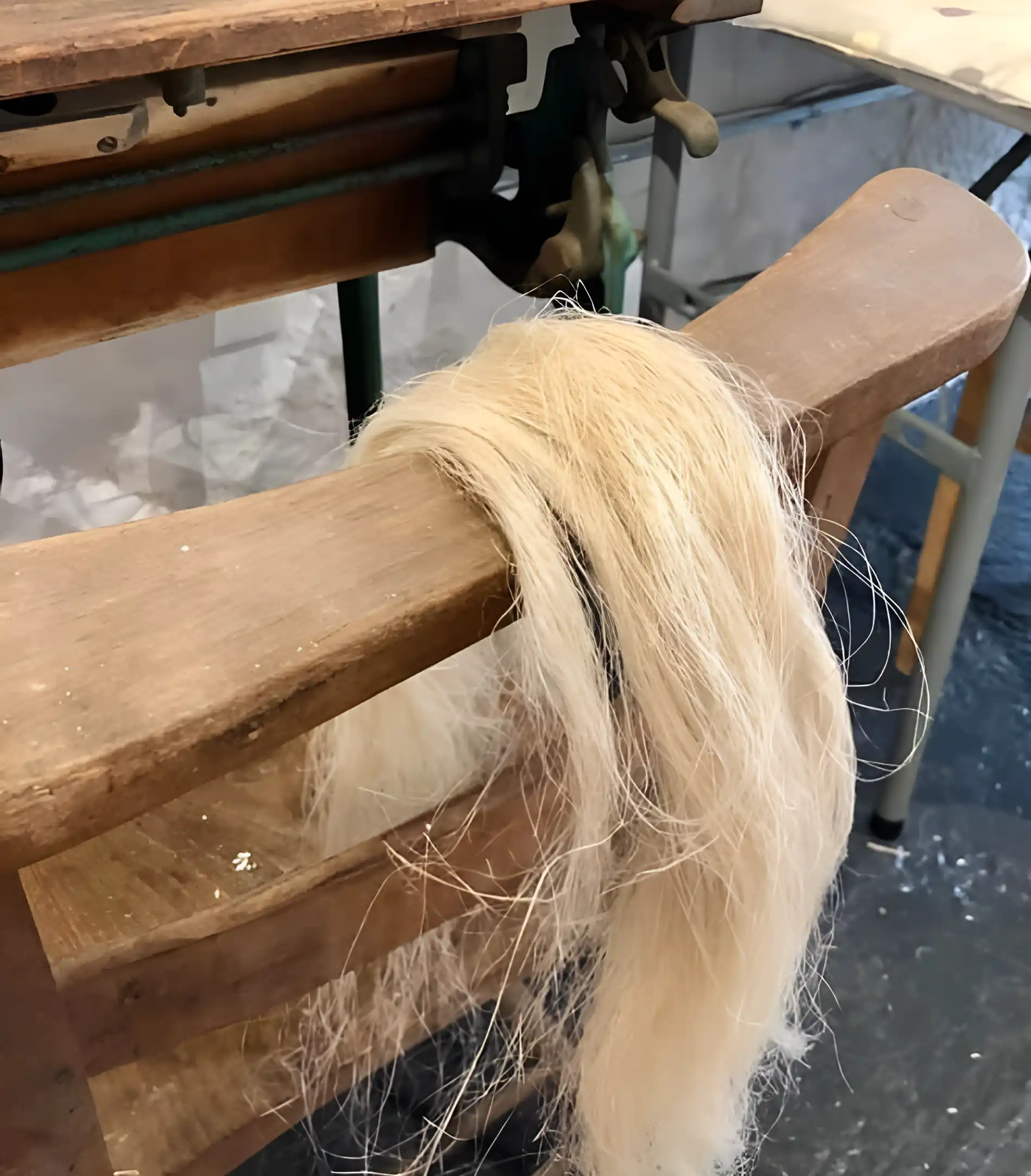 Raw Flax Fiber Strands (Linum usitatissimum - Processed long-staple linen bast fibers on spinning beam)