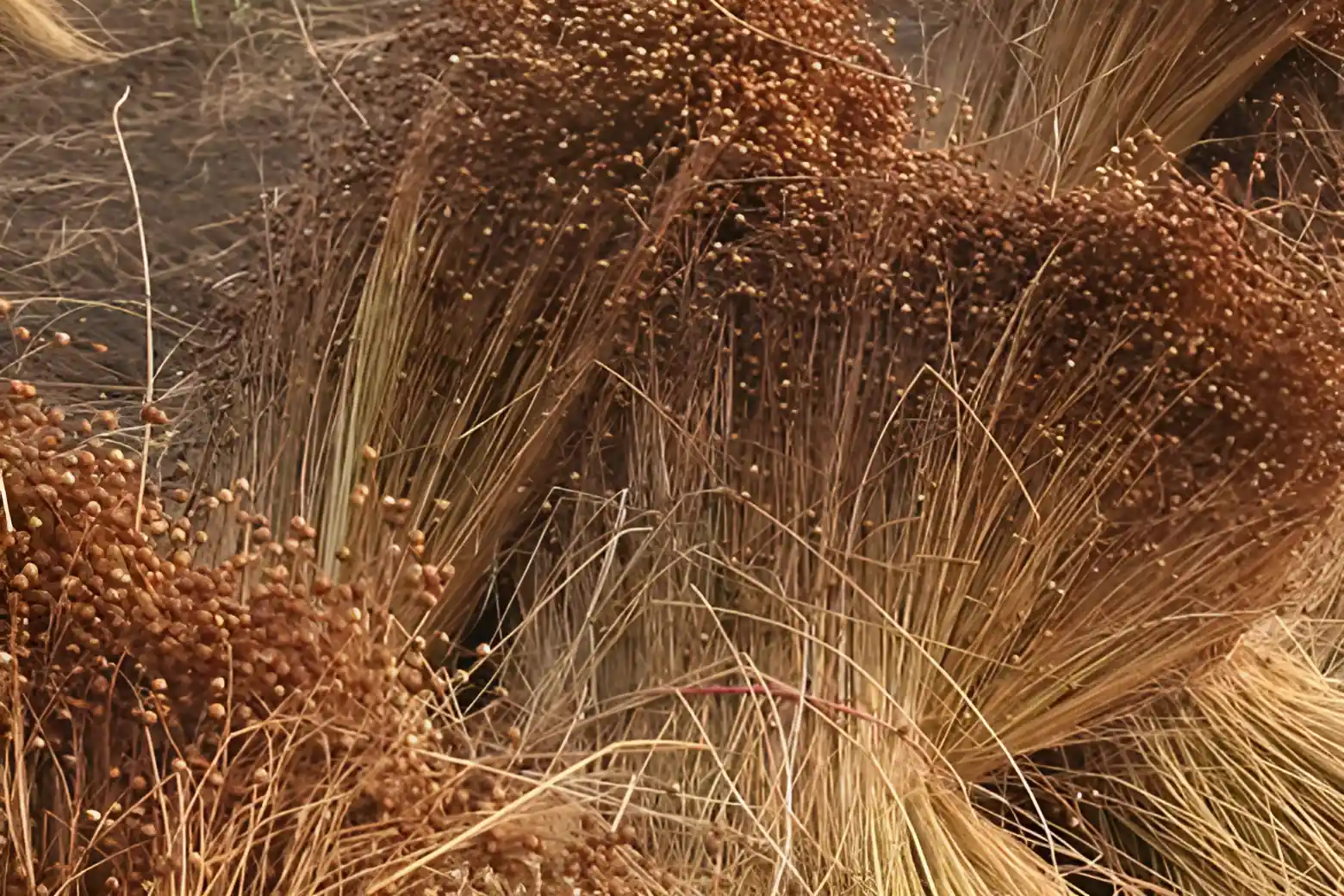 Harvested Flax Bundles (Dried Linum usitatissimum stalks prepared for retting and scutching)